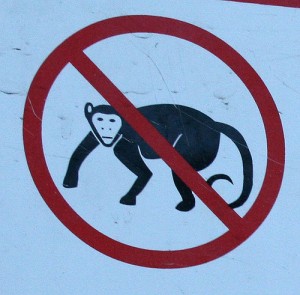 no_monkeys